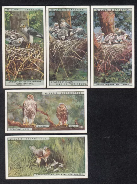 Lot of 5 Vintage of SPARROW HAWK Bird Painting Cards from 1925