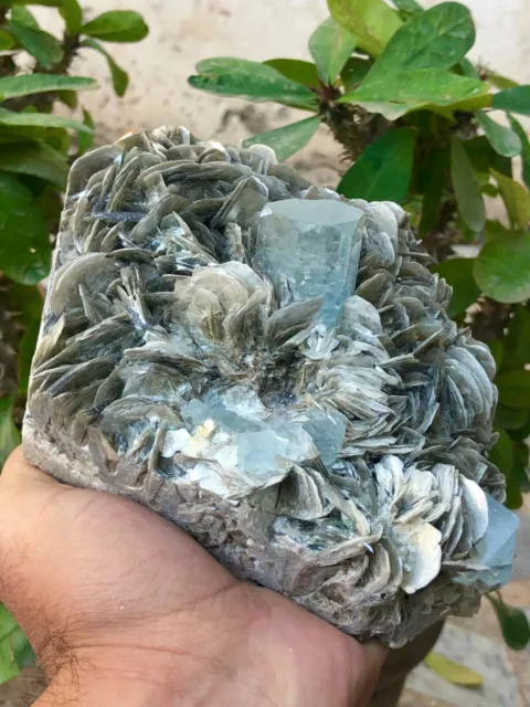 9810 CTS Huge Size Beautiful Aquamarine Crystal with Muscovite Combine specimen