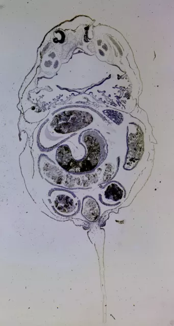 Antique microscope slide by Darlaston. "Longitudinal section of Tadpole".