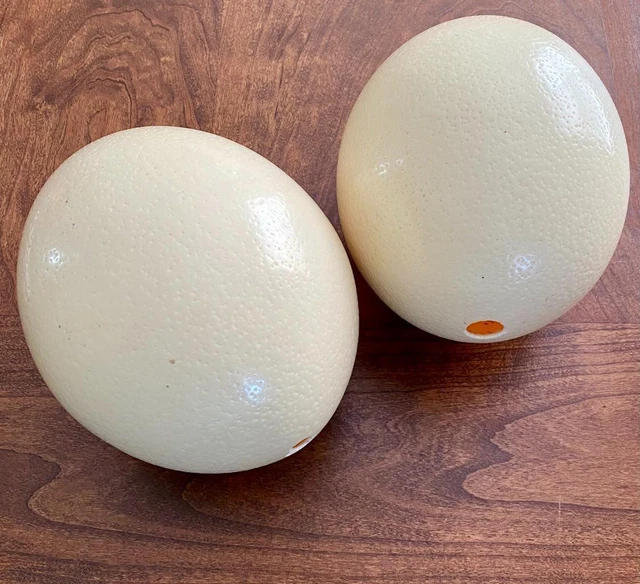 Juego grande de huevos de avestruz vacíos de 2 huevos soplados 1 agujero 16 1/2"" de diámetro 6"" de alto