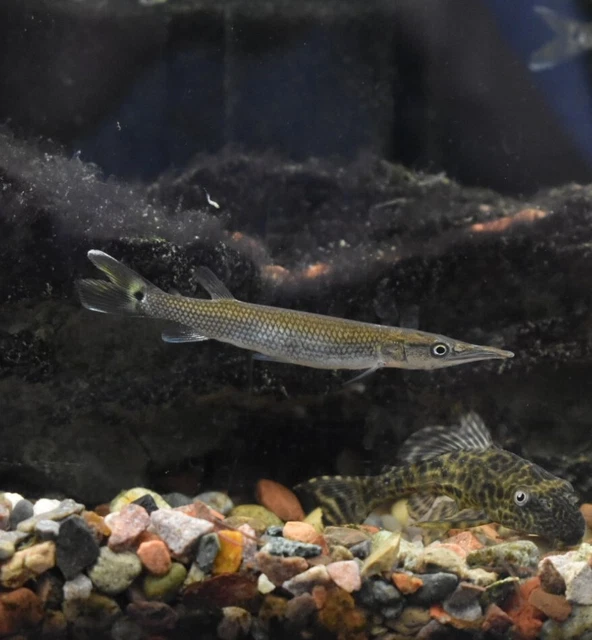 Live Hujeta Rocket Gar (3" Tropical Freshwater Aquarium Fish) *PLS READ DESCR* 5