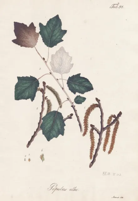 Silber-Pappel silver poplar Weiß-Pappel Baum tree Botanik botany lithograph 1826