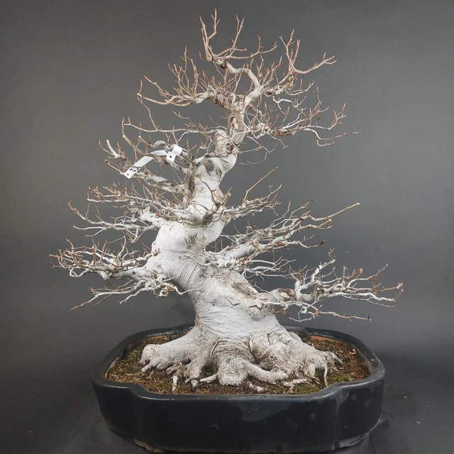 kirschblten bonsai echt Knstlicher Bonsai] Sakura