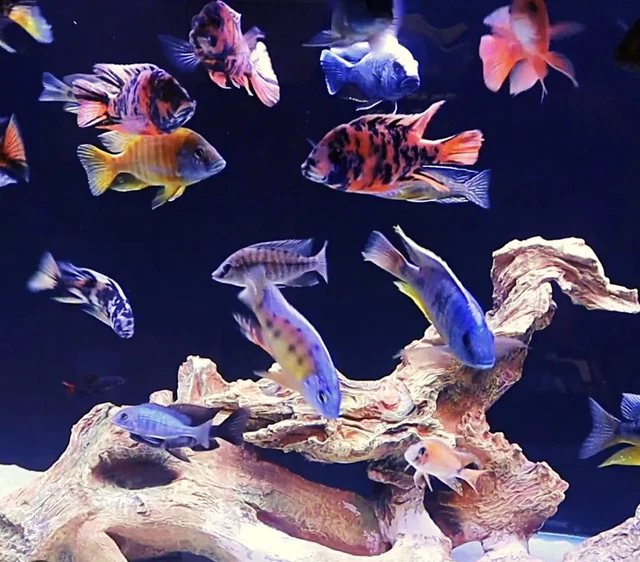 ob peacock cichlid Live Fish 4”-5” FREE SHIPPING