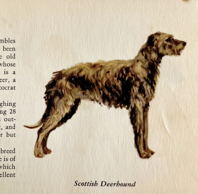 Scottish Deerhound 1939 Dog Breed Art Ole Larsen Color Plate Print PCBG17