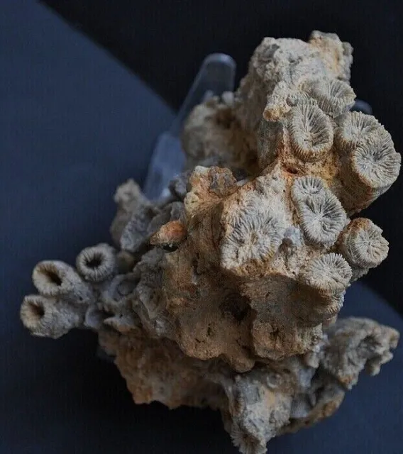 Fossilien, Korallen und Seeigel aus den "Nattheimer Schichten" vom Sammler