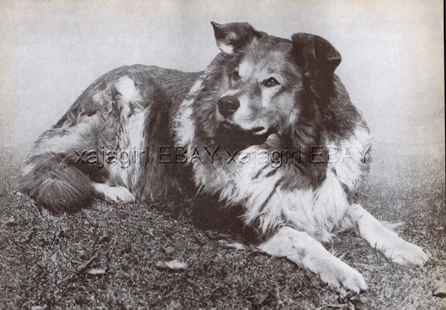 DOG Border Collie Foundation Breed Working Colley, Vintage Print 1930s