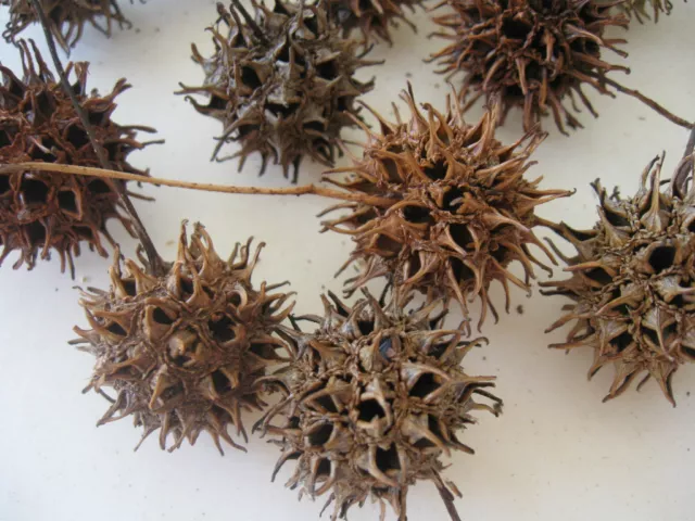 Bolas De Goma Dulce Texas Con Tallos, (2 Doz En Paquete), Ideales Para Artesanías U Adornos