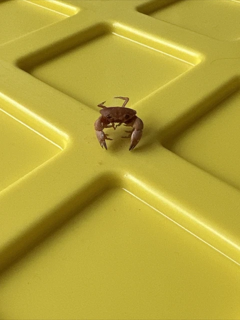 Real Mini Crab 🦀