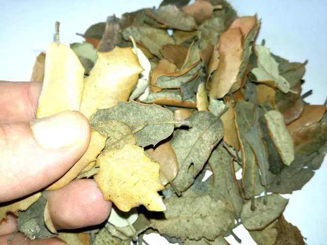 Hojas de Encina para decoración - Holm oak (Quercus ilex) - Dry leaves (100g)