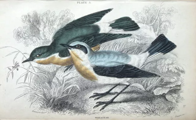 WHEATEAR Jardine hand coloured antique bird print 1838