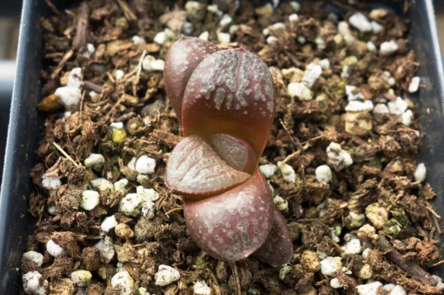 Succulent - Haworthia 'Makai' x 'Natiguro' hyb. seedling