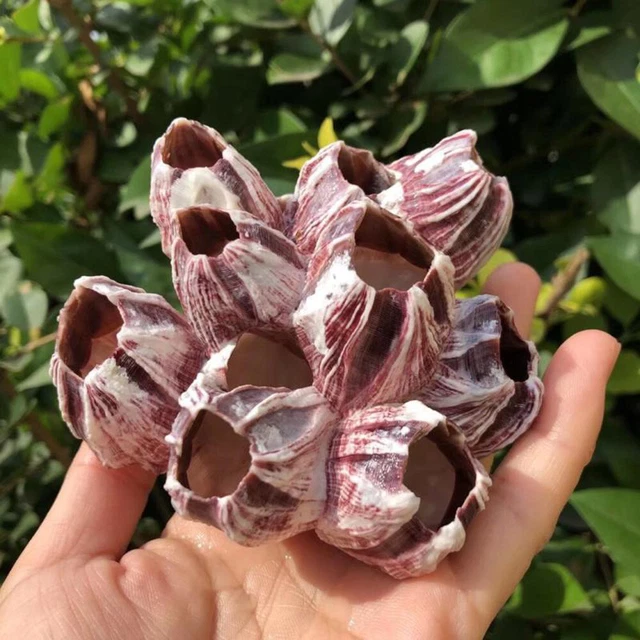 Natural Barnacle Coral Fish Tank Aquarium Landscaping Decor Shrimp Shelter House