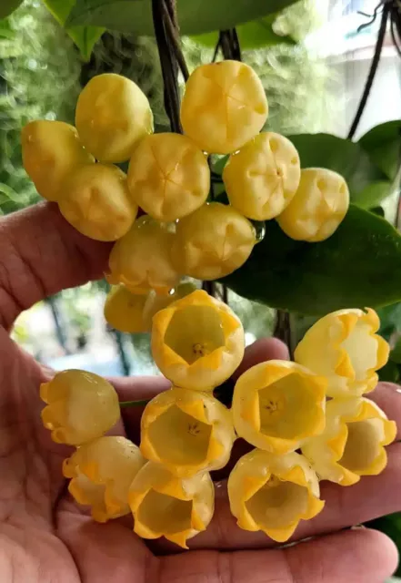 Hoya Inflata