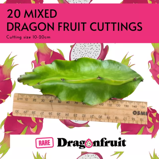 Mixed Rare dragon fruit cuttings x 20
