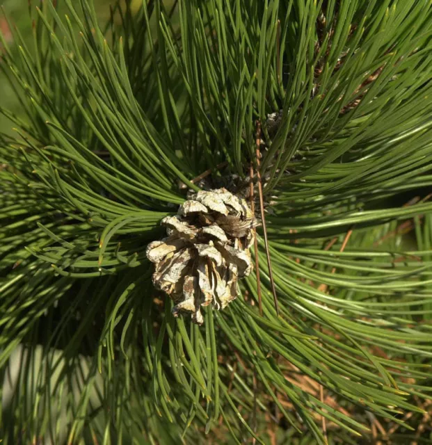 Schlangenhautkiefer Panzerkiefer 40-50cm - Pinus heldreichii