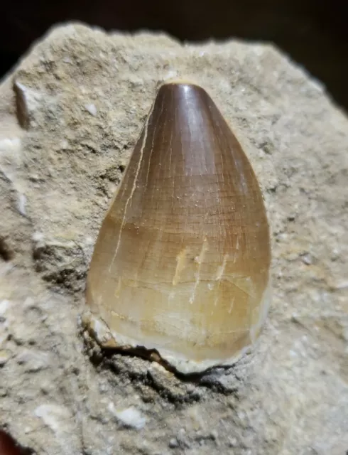 Fossil Mosasaur Tooth - Liodon anceps - on matrix. 82-66 mil Late Cretaceous