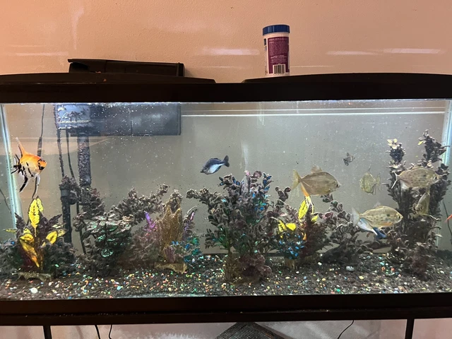 aquarium with 10 tropical community fish 48 inch lengrh LOCAL PICK UP