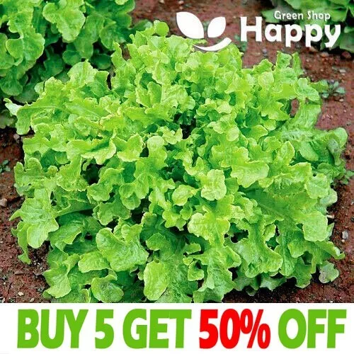 Vegetable Seeds Lettuce - Loose Leaf Green Salad Bowl - 1000 Seeds