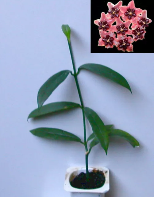 hoya lobbii pink - bouture racinée / rooted cutting - 25 cm