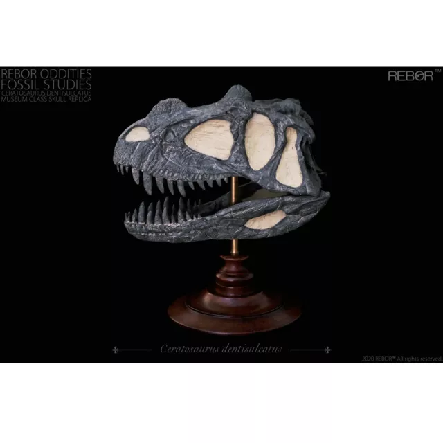 REBOR Oddities Fossil Studies Ceratosaurus Dentisulcatus Museum Class Skull