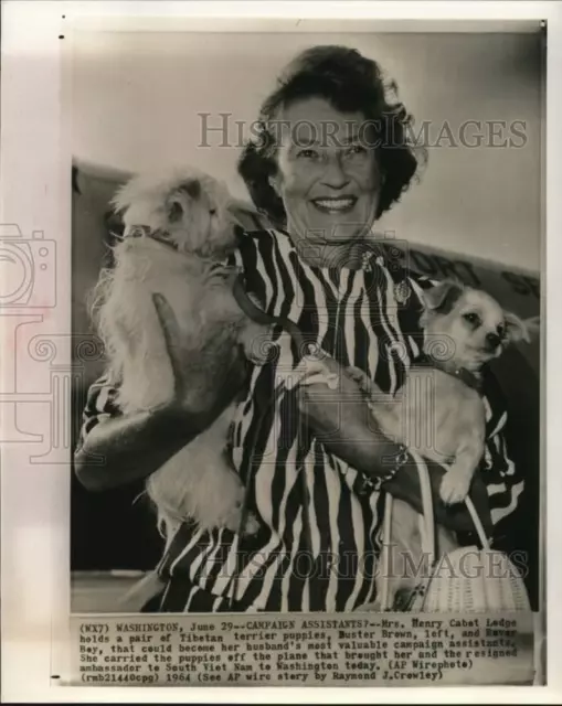 1964 Press Photo Mrs. Henry Cabot Lodge Arrives Washington with Puppies