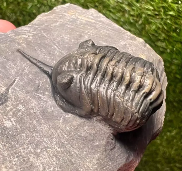 Trilobite fossil Morocconites malladoides Fossil