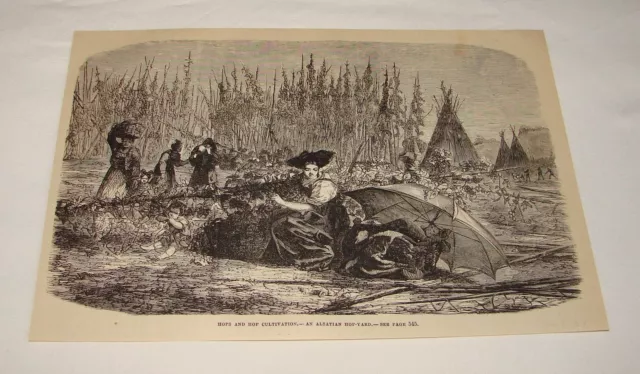 1879 magazine engraving ~ AN ALSATIAN HOP-YARD