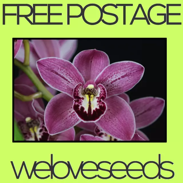 LOCAL AUSSIE STOCK - Purple Cymbidium Faberi, Heirloom Flower ~10x FREE SHIPPING