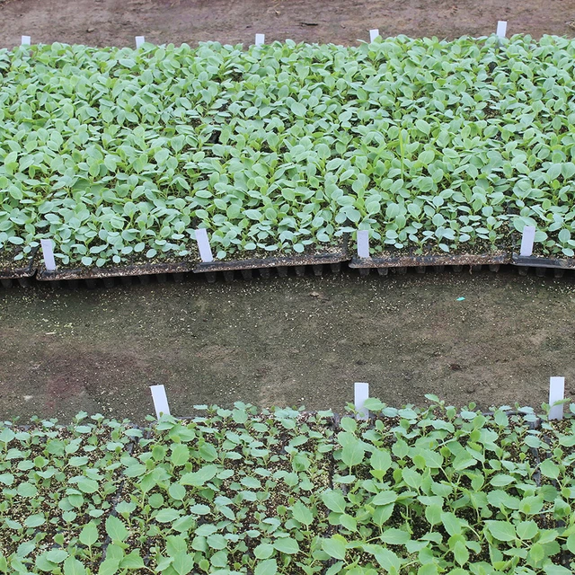 300 Clips De Jardin Hillylolly - Support Pour Plantes Grimpantes Tomates Légumes