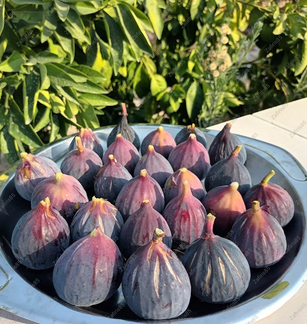 2X &amp;&amp;NAPOLITANA NEGRA&amp;&amp; Figur Baumstecklinge schwarz FIG aus ZYPERN EUR ...