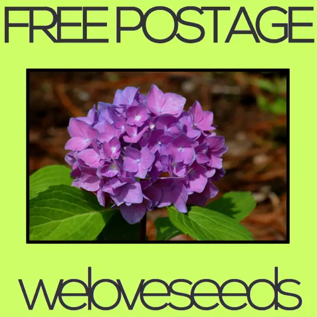 LOCAL AUSSIE STOCK - Purple Hydrangea, Hortensia Flower Seeds ~5x FREE SHIPPING