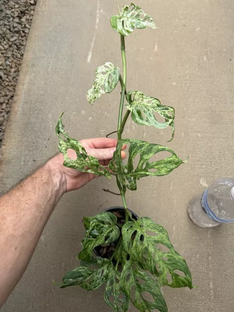 Monstera Adansonii INDONESIA MINT Variegated ESTABLISHED Rare (Not Philodendron)