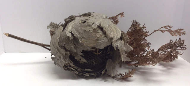 Large Natural Paper Wasp Bee Hornet Hive On Branch Taxidermy Nest 8” By 9”