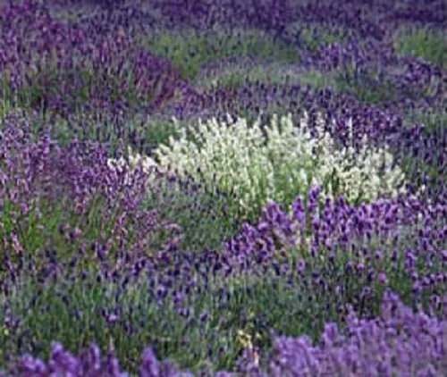 Le Plus Parfumé ! 30 + Violet et Blanc Lavande Mélange Semences Florales/Pérenne