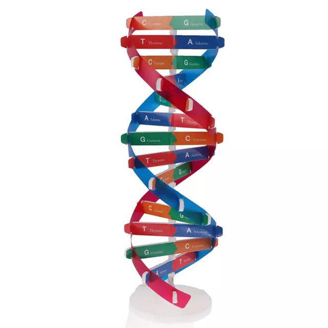 Human Genes DNA Models Double Helix Science Toys Teaching Learning Educat~mj