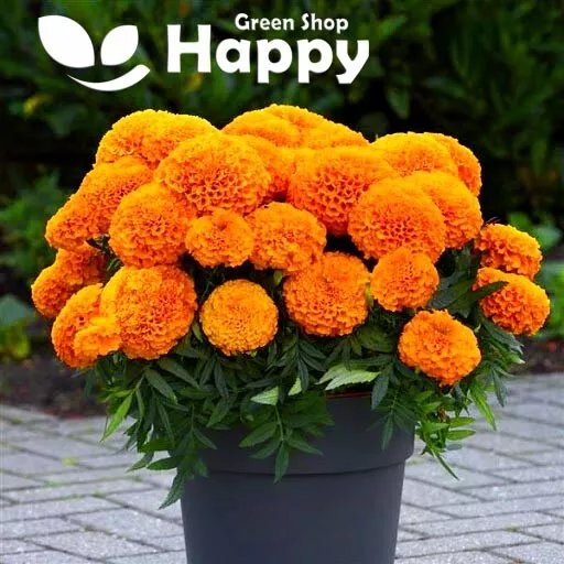 MARIGOLD F1 ORANGE - 15 seeds - NATURAL PIGMENT PRODUCTION FLOWER