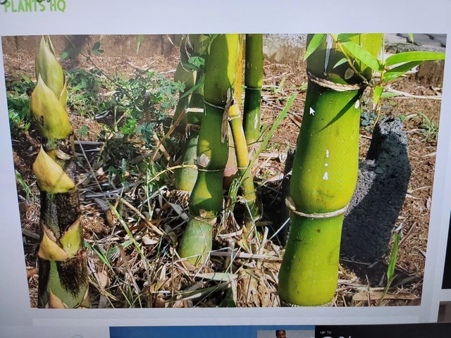 Buddha Belly Bamboo Plant (佛肚竹) Clumping, BEST Landscape Hedge, 1 Stalk w/ Roots