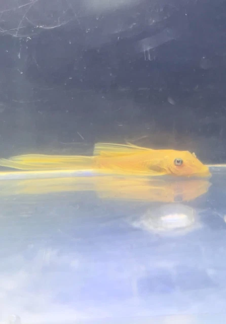 Longfin lemon bristlenose plecos. 1.5"+ | Gorgeous fins and color! | 