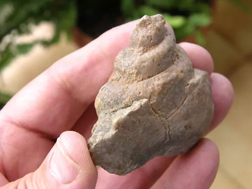 Fosiles Moluscos " Extraordinario  Gasteropodo De Sierra De Cazorla  -  4A ".