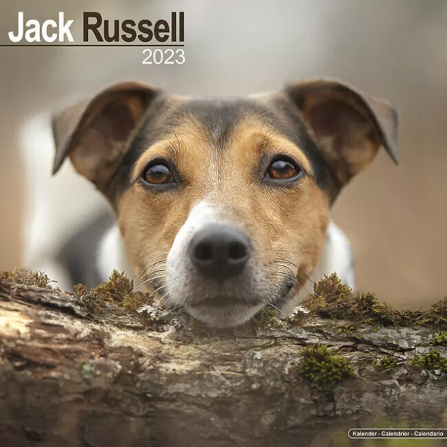 Calendrier 2023 - JACK RUSSELL