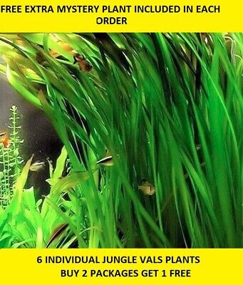 *Buy 2 GET 1 FREE* 6 Jungle Val plants val vallisneria Live Aquarium Plants 🌱