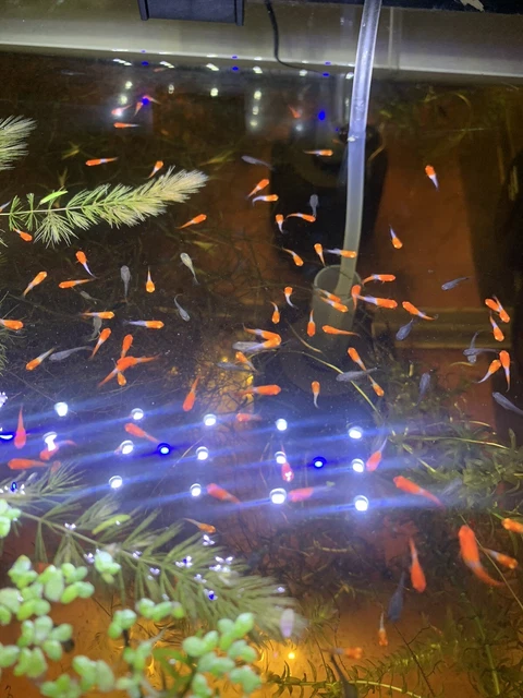 Kohaku Swordtail Unsexed Juveniles Lot Of 12 Albino Koi Homebreed + Hit Pack