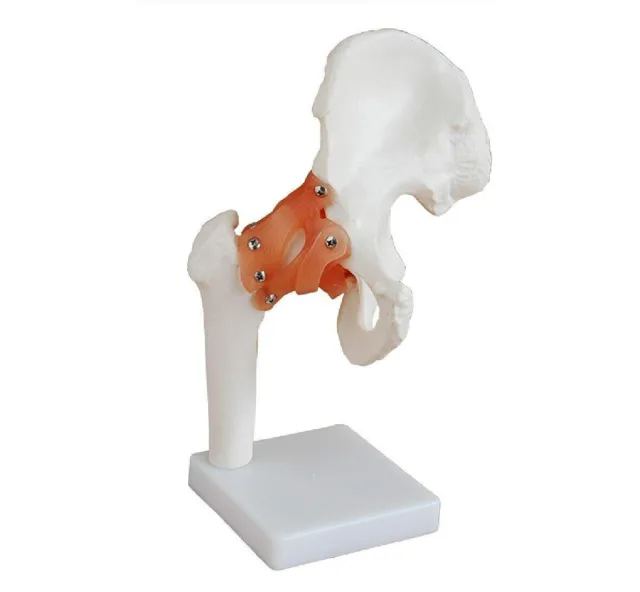 Articulación de Cadera con Ligamento Modelo Anatómico Conxport