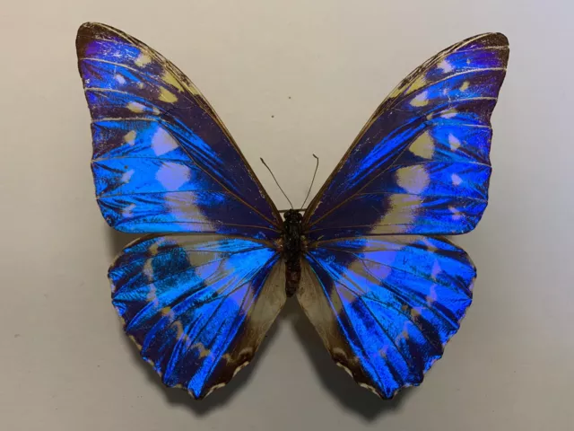 Morpho cypris