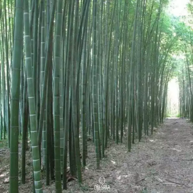 Moso Bambus frostbeständig 30 STK. frische Samen, Phyllostachys pubescens Moso,