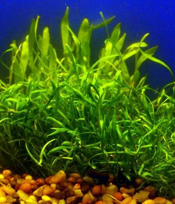 *BUY 2 GET 1 FREE* Micro Sword Liaeopsis Brasiliensis Aquarium Plants ✅
