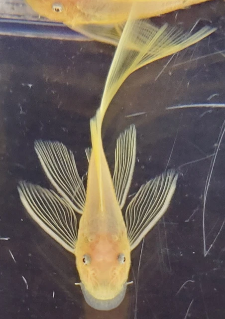 Lemon Yellow Blue Eye Ancistrus Long Fin