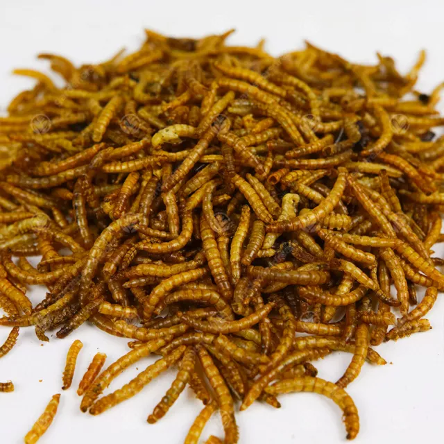 Dried Mealworms - Premium Wild Bird Food Large Chubby Worms 3