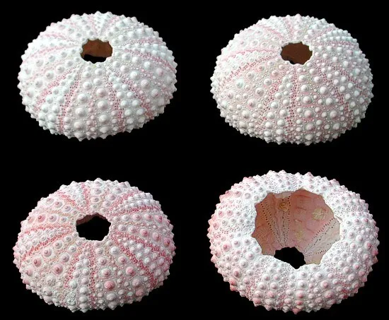 6 Light Pink Sea Urchin Seashells | Beach Wedding Decor | Craft Projects